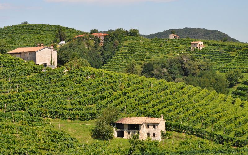 Exclusive Barolo Wine Experience
