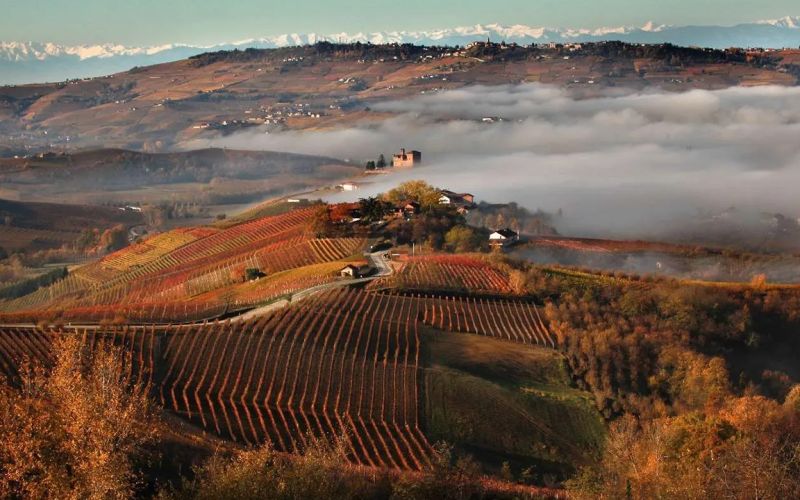Exclusive Barolo Wine Experience