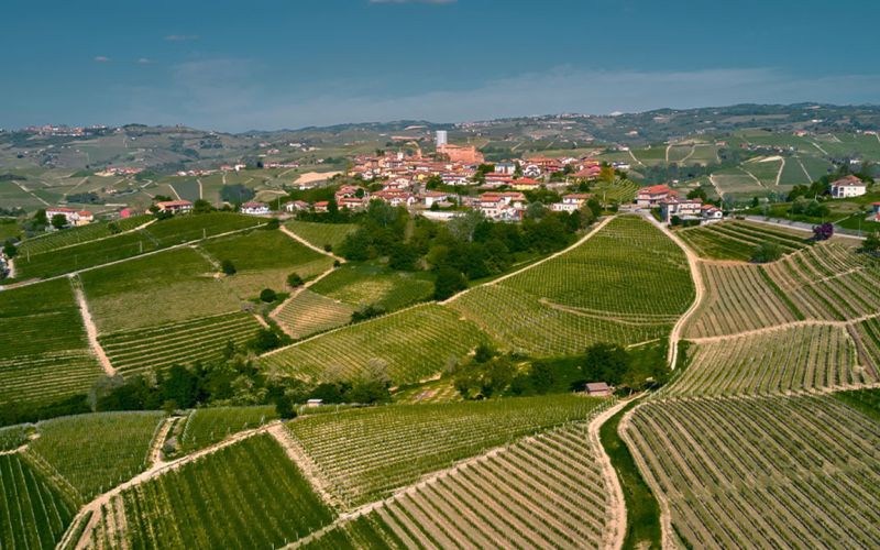 Exclusive Barolo Wine Experience