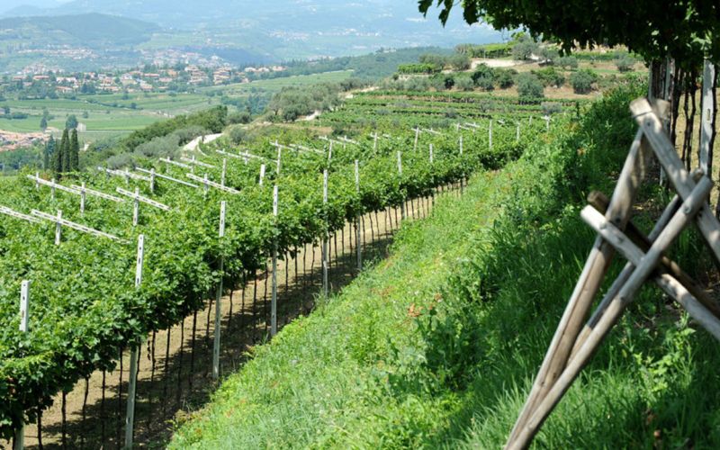 Esclusivo Tour della Valpolicella