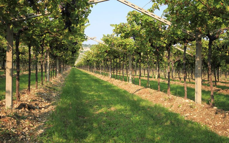 Esclusivo Tour della Valpolicella