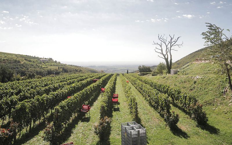 Esclusivo Tour della Valpolicella